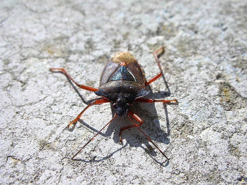 Pentatomidae: Pentatoma rufipes